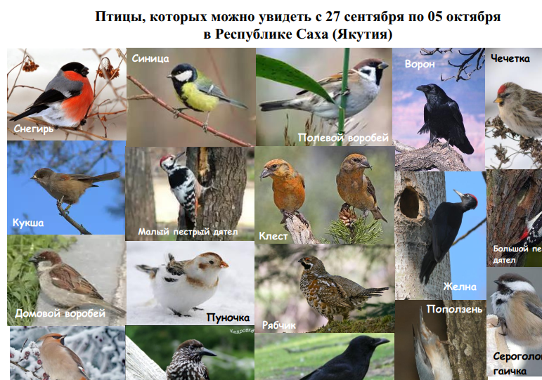 "Диалог наук": новые места - новые возможности Осенние дни наблюдения птиц